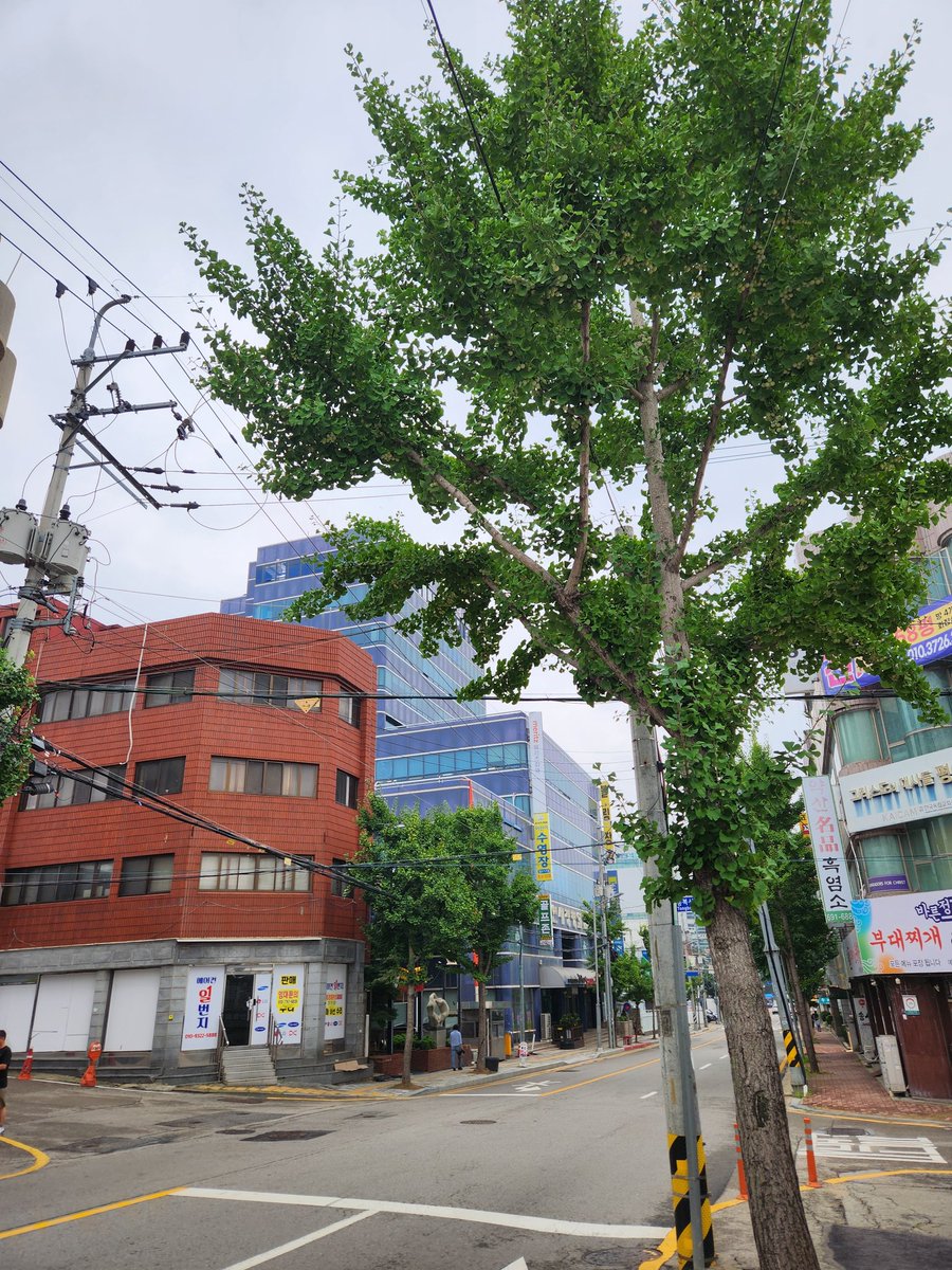 보험설계사,강하디 tweet media