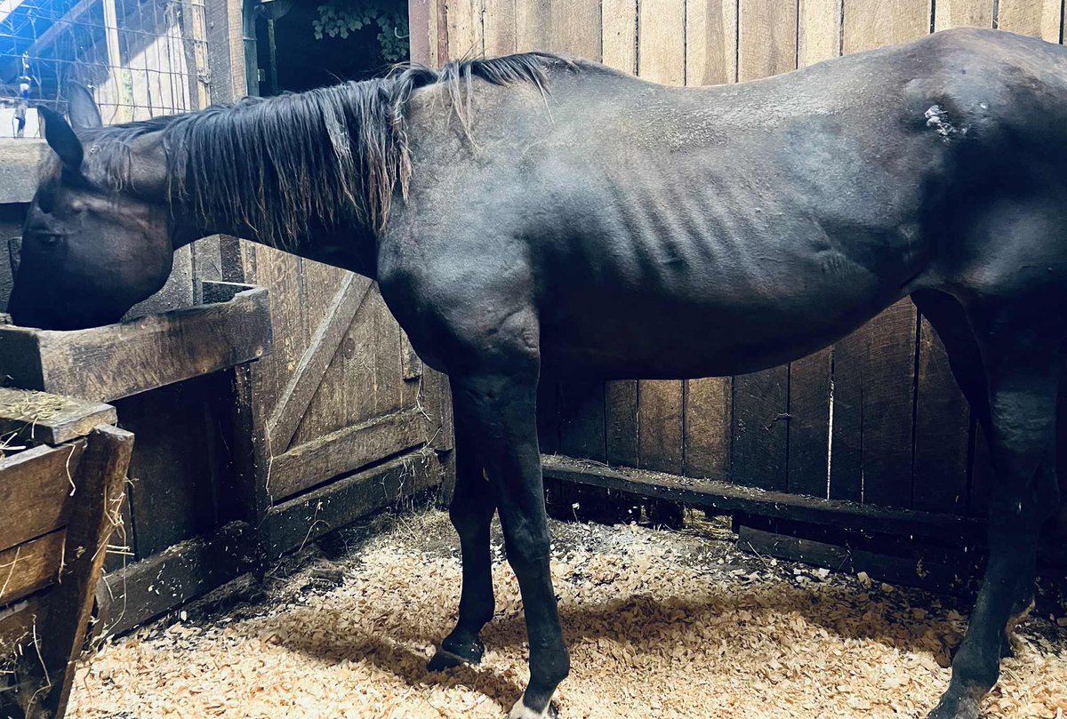 😊❤️‍🩹Update! Viva Slew arrived safely at quarantine today and is settling in well.  She has handled everything like a pro so far.  She is not lame on her right knee and it is not hot. Appears to be an old injury and suspect some arthritis. As always, one day at a time while in