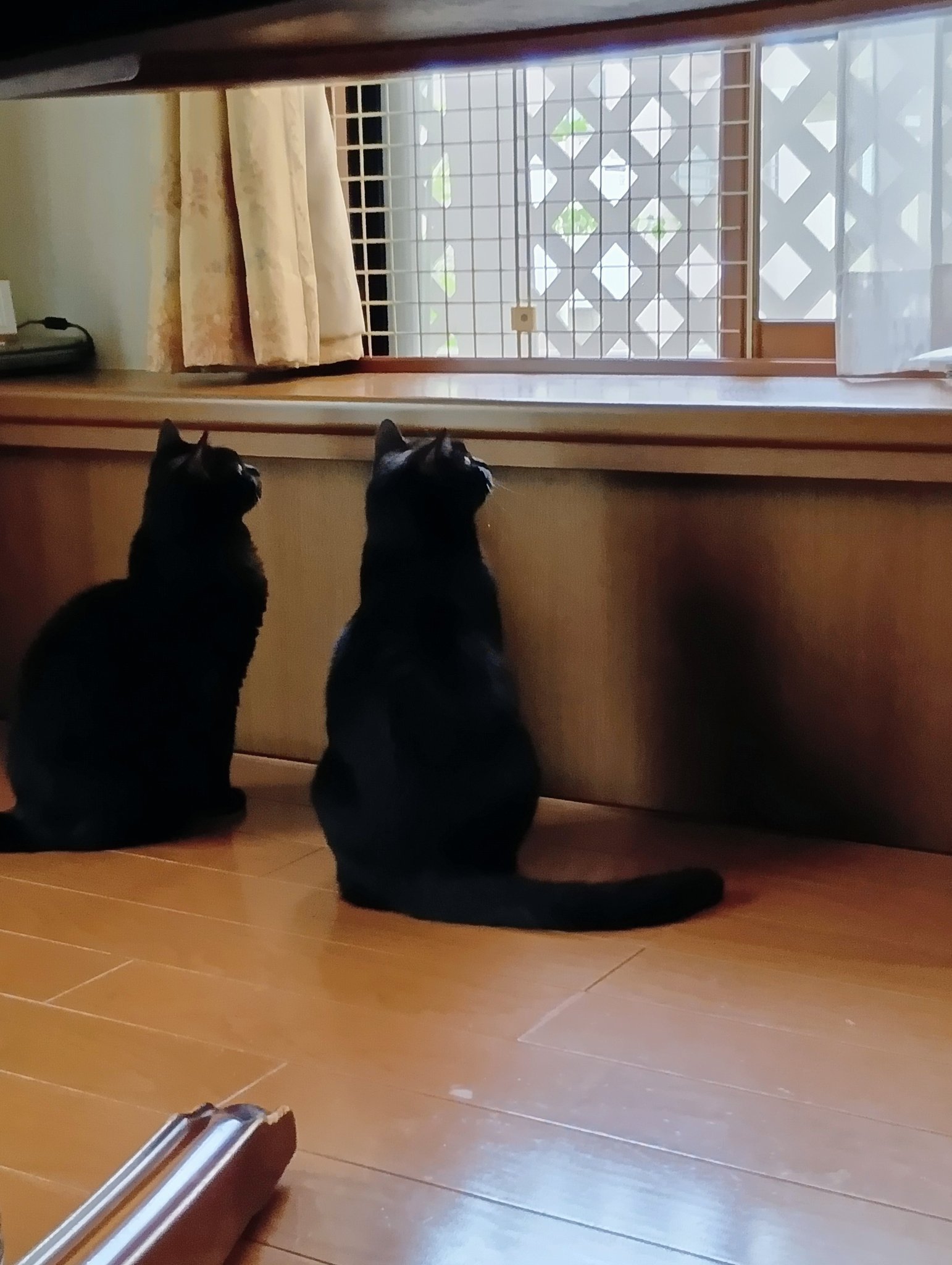 黒猫。 断捨離中出品 残像残りすぎ」 黒ねこがごはん待ち 多頭飼いならではの光景に
