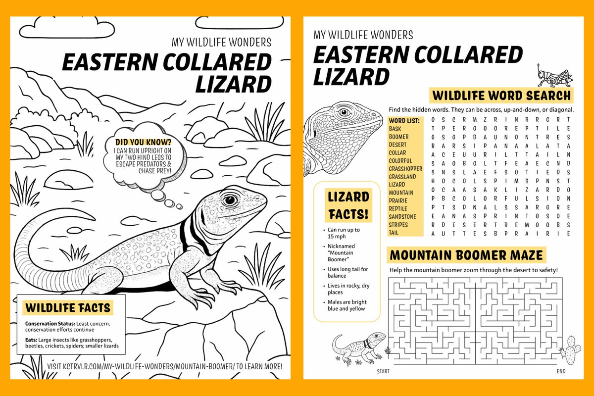 🦎 New Wildlife Wonders is here! buff.ly/8jIaVaP Meet the Eastern Collared Lizard, Oklahoma’s flashy, fast state reptile. It can sprint 15 mph on two legs and leap across granite boulders 🏜️ 
📸 Closeup photos
📊 Snazzy infographic
🎨 Free kids’ activity + coloring sheet!