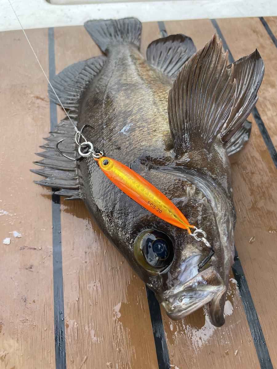palms_global's tweet photo. Slow Jigging with Slow Blatt cast WIDE in Korea🇰🇷
Rod: METAL WITCH QUEST α 6101BSLJ
Lure: Slow Blatt cast WIDE 30g Cotton candy color(H-49)
Movie ↓
https://t.co/epeoZ56rF0
#palmsfishing #slowjigging #slowpitchjigging #jigging #fishingkorea @lunker_saltwater @palms_japan https://t.co/RDHu7AIHmy