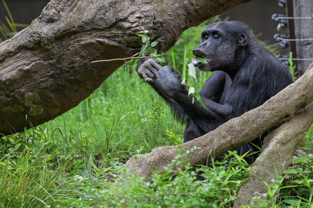 ケンジ - Search / X