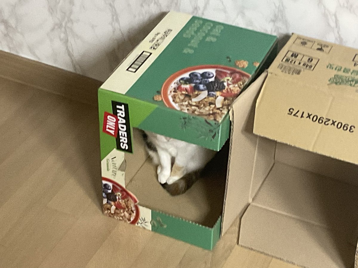 今日は韓国の猫の日ー
うちの子可愛いから見てほしいの