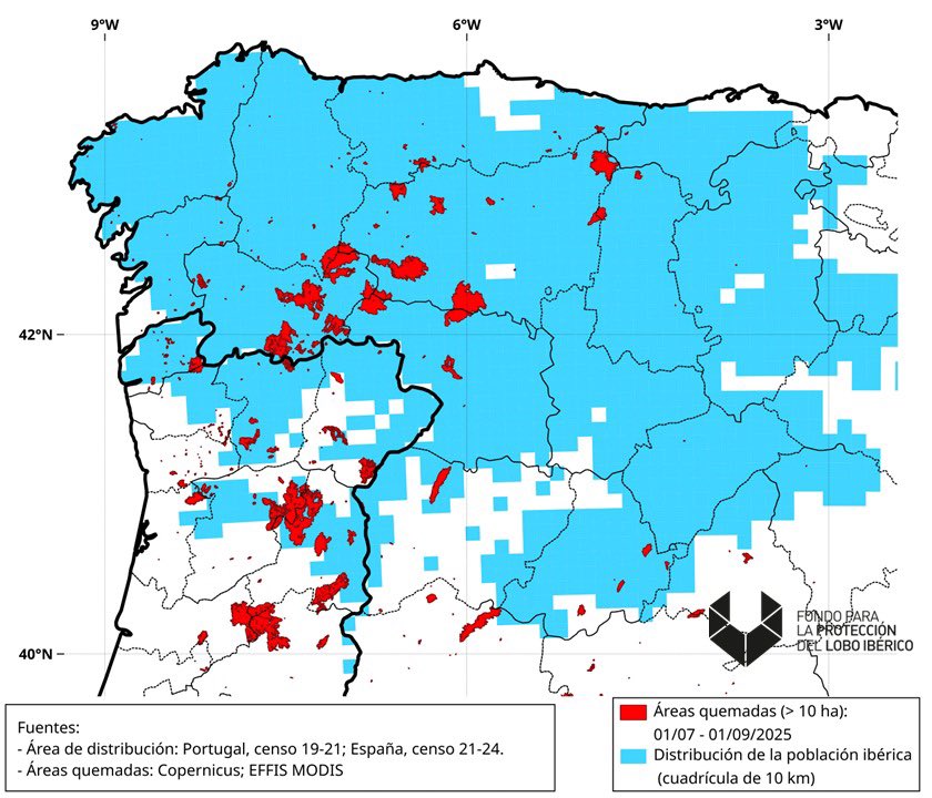 🔥Un 18% del total de cuadrículas territoriales ocupadas por los lobos han resultado afectadas por los incendios. Ourense, León y Zamora, las áreas más afectadas.

🐺Hay que detener ya cualquier tipo de muerte de ejemplares.

Info elaborada por fondolobo.org