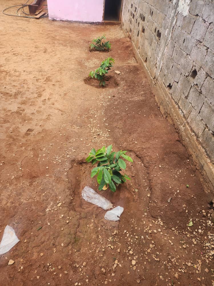 Sunday Geofrey (@sundaygeofrey5) on Twitter photo The 2025/2026 school year started in Cameroon yesterday. An eco-club lead shared this beautiful picture of trees <a href="/SSuhucam/">Support Humanity Cameroon - SUHUCAM</a> planted in a school in #May2025.
We lead #ClimateAction where it matters most. The 2025/2026 school year started in Cameroon yesterday. An eco-club lead shared this beautiful picture of trees <a href="/SSuhucam/">Support Humanity Cameroon - SUHUCAM</a> planted in a school in #May2025.
We lead #ClimateAction where it matters most.