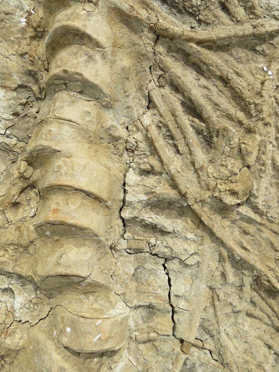outfossiling's tweet image. And now 4 years ago today! More jaw dropping #ichthyosaur pics for you. Still safely tucked away in plaster jackets! To all those making the vital decisions for work to start. Please please can we speed things up 😭 edit: the ALT text should read 'The largest ichthyosaur skeleton…