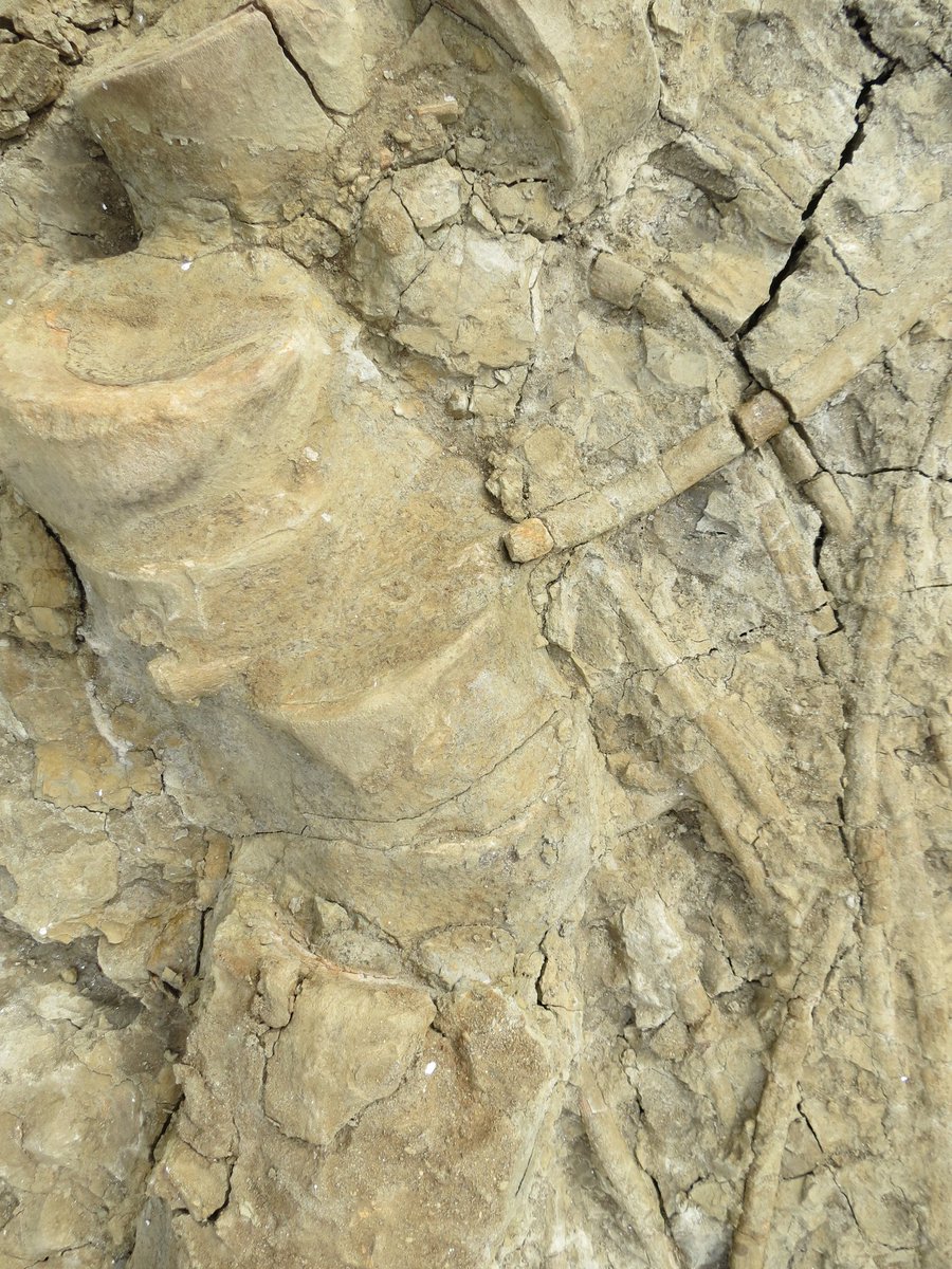outfossiling's tweet image. And now 4 years ago today! More jaw dropping #ichthyosaur pics for you. Still safely tucked away in plaster jackets! To all those making the vital decisions for work to start. Please please can we speed things up 😭 edit: the ALT text should read 'The largest ichthyosaur skeleton…