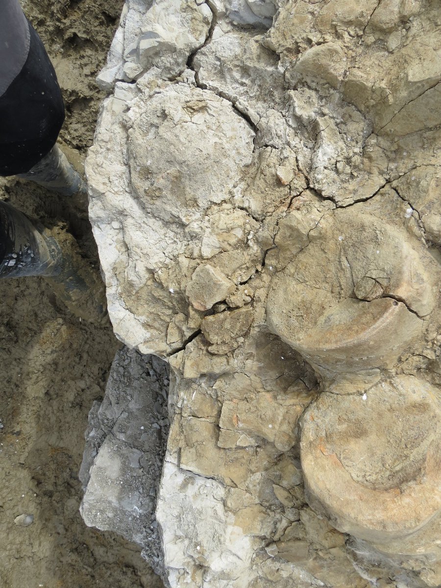 outfossiling's tweet image. And now 4 years ago today! More jaw dropping #ichthyosaur pics for you. Still safely tucked away in plaster jackets! To all those making the vital decisions for work to start. Please please can we speed things up 😭 edit: the ALT text should read 'The largest ichthyosaur skeleton…