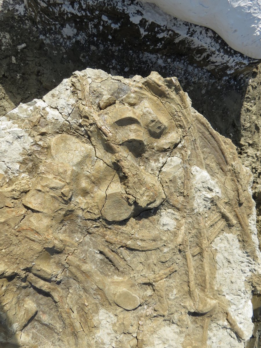 outfossiling's tweet image. And now 4 years ago today! More jaw dropping #ichthyosaur pics for you. Still safely tucked away in plaster jackets! To all those making the vital decisions for work to start. Please please can we speed things up 😭 edit: the ALT text should read 'The largest ichthyosaur skeleton…