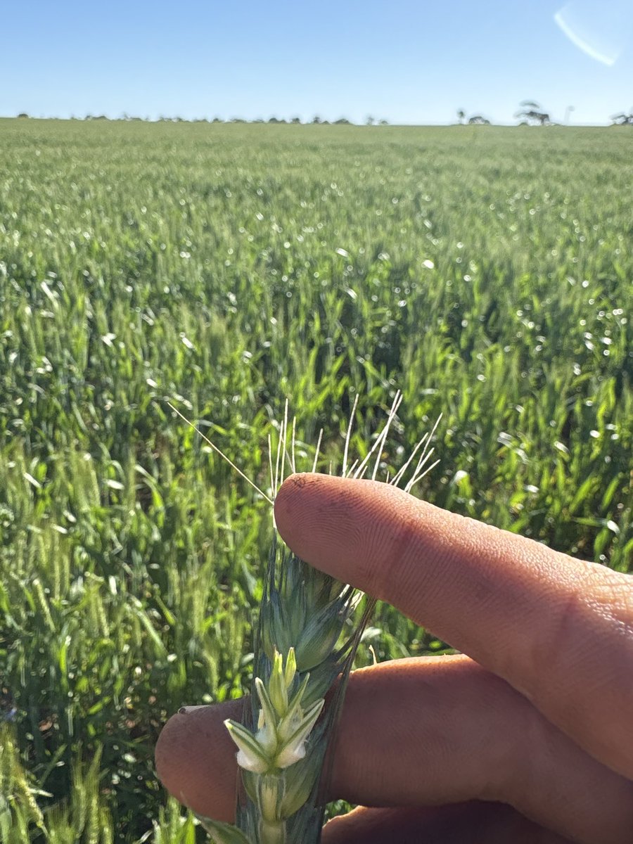 Dylan Hirsch tweet media