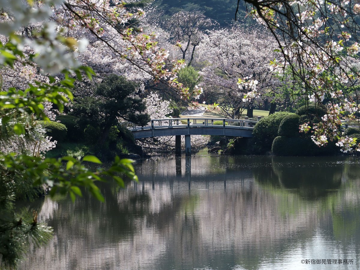 Kankyo_Jpn's tweet image. ＼🌳新宿御苑からのお知らせ🌳／
#トリップアドバイザー トラベラーズチョイス ベスト・オブ・ザ・ベスト2025を受賞🏆
ご来園頂いた皆様、高い評価を下さりありがとうございました！
これからも四季折々美しい風情をお届けしていきます😊
#Tripadvisor

tripadvisor.jp/Attraction_Rev…