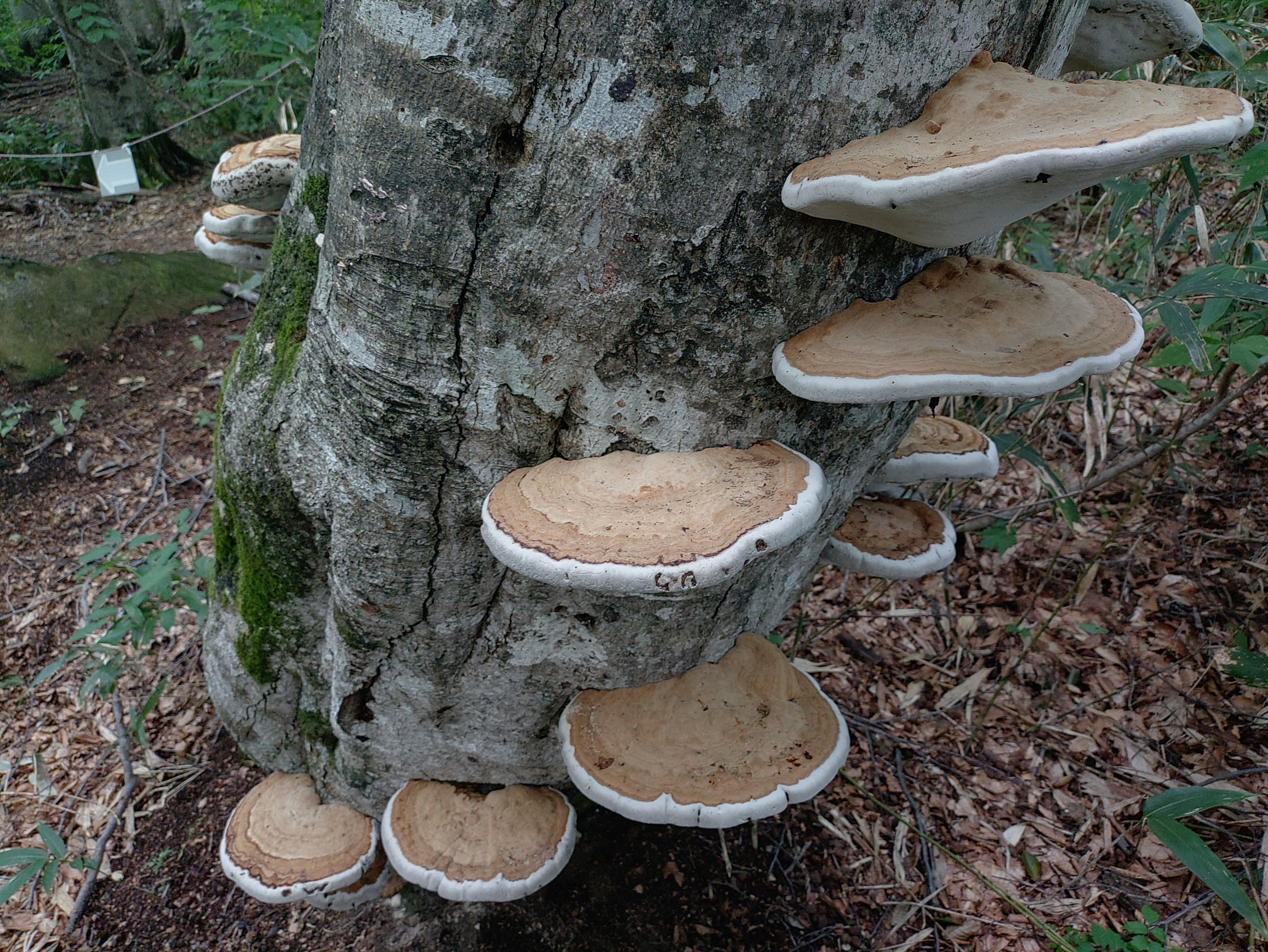サルノコシカケ サルノコシカケ科 - Wikipedia