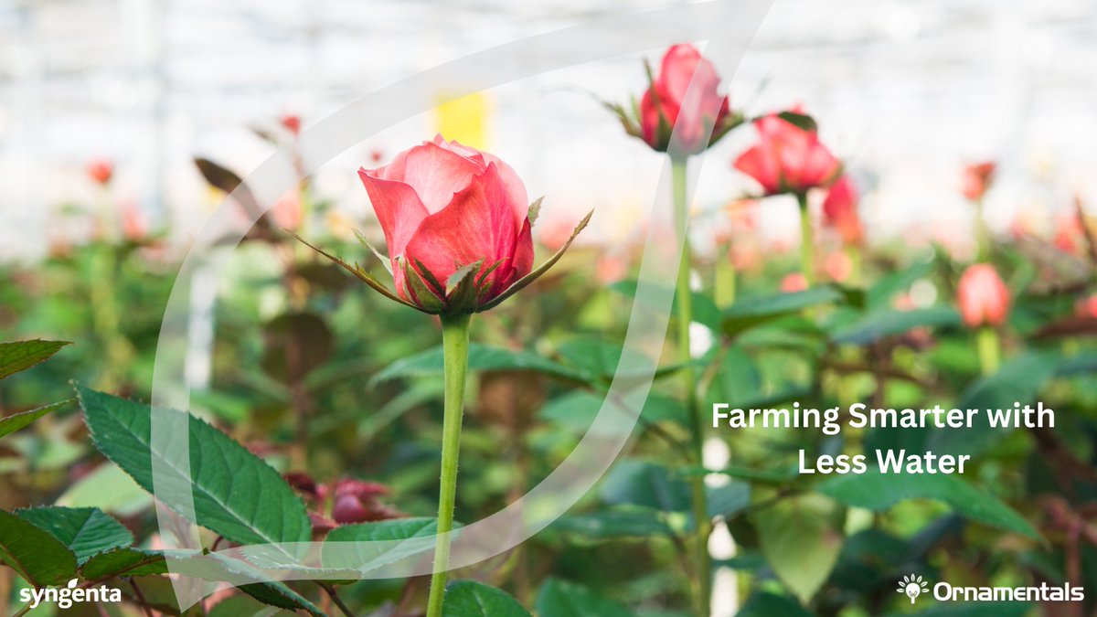 Water scarcity? TALETE™ helps plants use every drop smarter. 
Powered by GeaPower® tech, it boosts Crop Water Use efficiency in any condition. 
#WaterEfficiency #EveryFlowerCounts