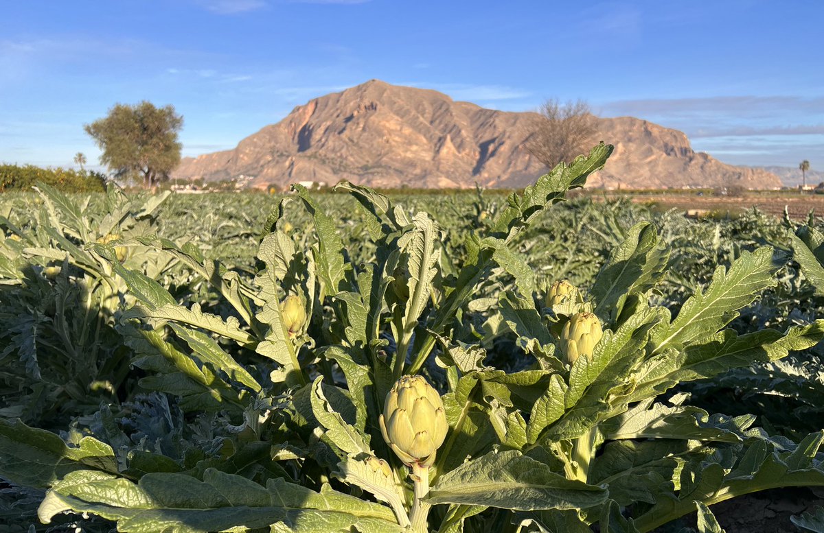 Hoy 9 de septiembre, Día Mundial de la Agricultura, destacamos la importancia de la huerta de la Vega Baja del Segura y de quienes la trabajan, manteniendo un valioso patrimonio agrícola y alimentario, que a su vez es clave para la sostenibilidad.💚💚💚
