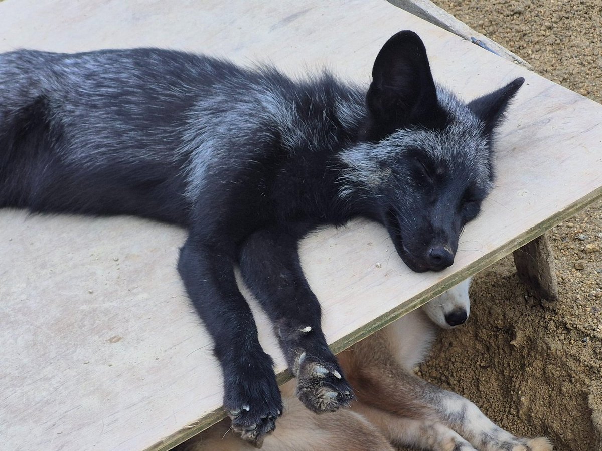 気持ちよさそうに寝ています💤