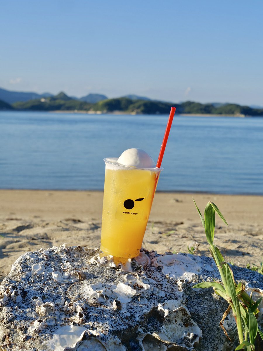 セパちゃん 大出ファーム/因島の柑橘農家 (@sepatakutv) / Posts / X