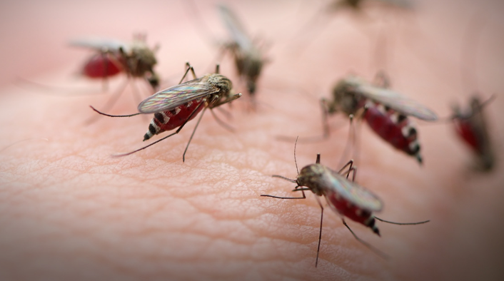 Say Goodbye to Mosquitoes!
 Don’t let mozzies ruin your evenings. Our targeted treatments eliminate them at the source.
 #MosquitoControl #EnjoyOutdoorsAgain #BiteFree 🦟💨🌙