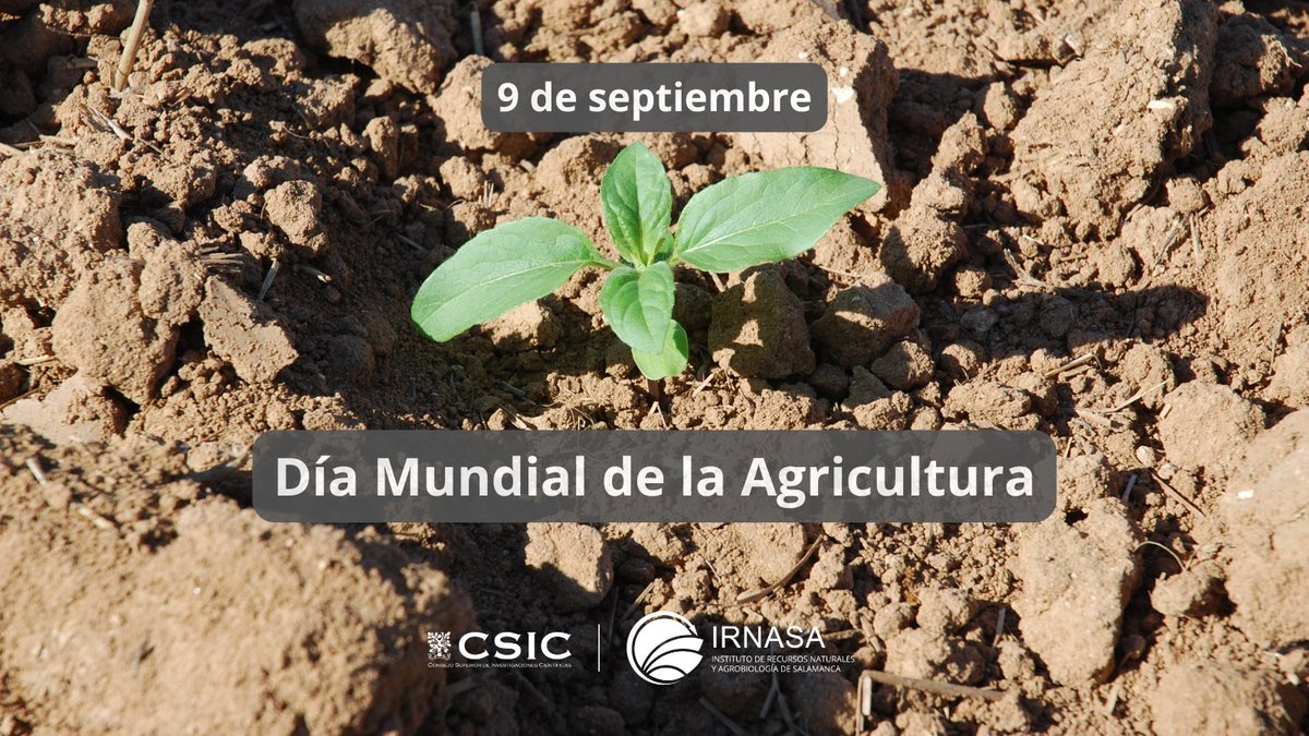 🗓️Hoy, 9 de septiembre, es el #DíaMundialdelaAgricultura 🚜

🌱🔬En el #IRNASA-CSIC tenemos mucho que celebrar: parte de nuestras investigaciones están orientadas a conseguir cultivos más #sostenibles y a lograr la #SeguridadAlimentaria.