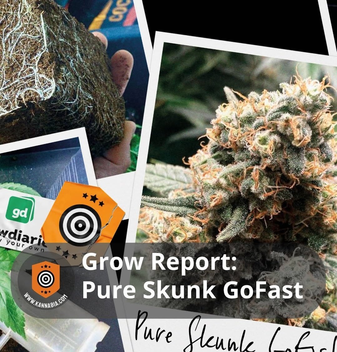 KannabiaSeedsDE's tweet photo. 📗 Der #GrowReport unserer #PureSkunkGoFast hat alles, was Sie inspirieren wird: schnell, widerstandsfähig, produktiv und voller Aromen und Düfte!
Vergessen Sie nicht, dass auch diese Samen im Rahmen unserer „Beginner's Seeds”-Aktion um -40% reduziert sind
https://t.co/GCwP8gxfx3 https://t.co/qJ7NyhS638