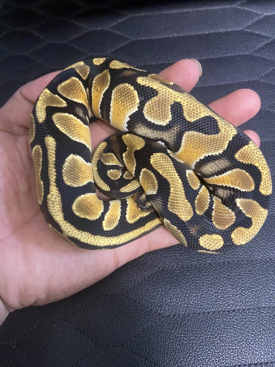 Pine_BallPython's tweet image. è±ç®åâè±ç®åŸ
ããã€ãªã綺éºãð¥ºð¥ºðððâšâš