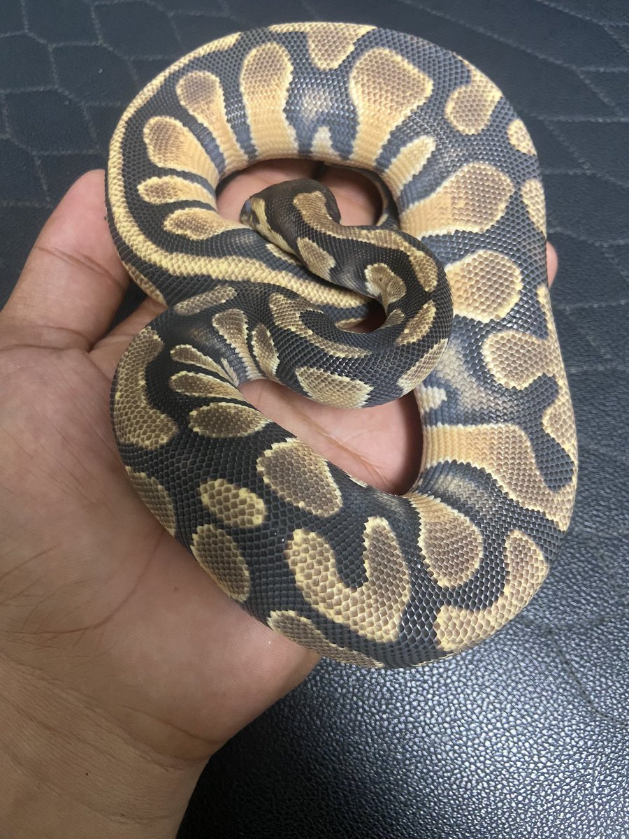 Pine_BallPython's tweet image. è±ç®åâè±ç®åŸ
ããã€ãªã綺éºãð¥ºð¥ºðððâšâš