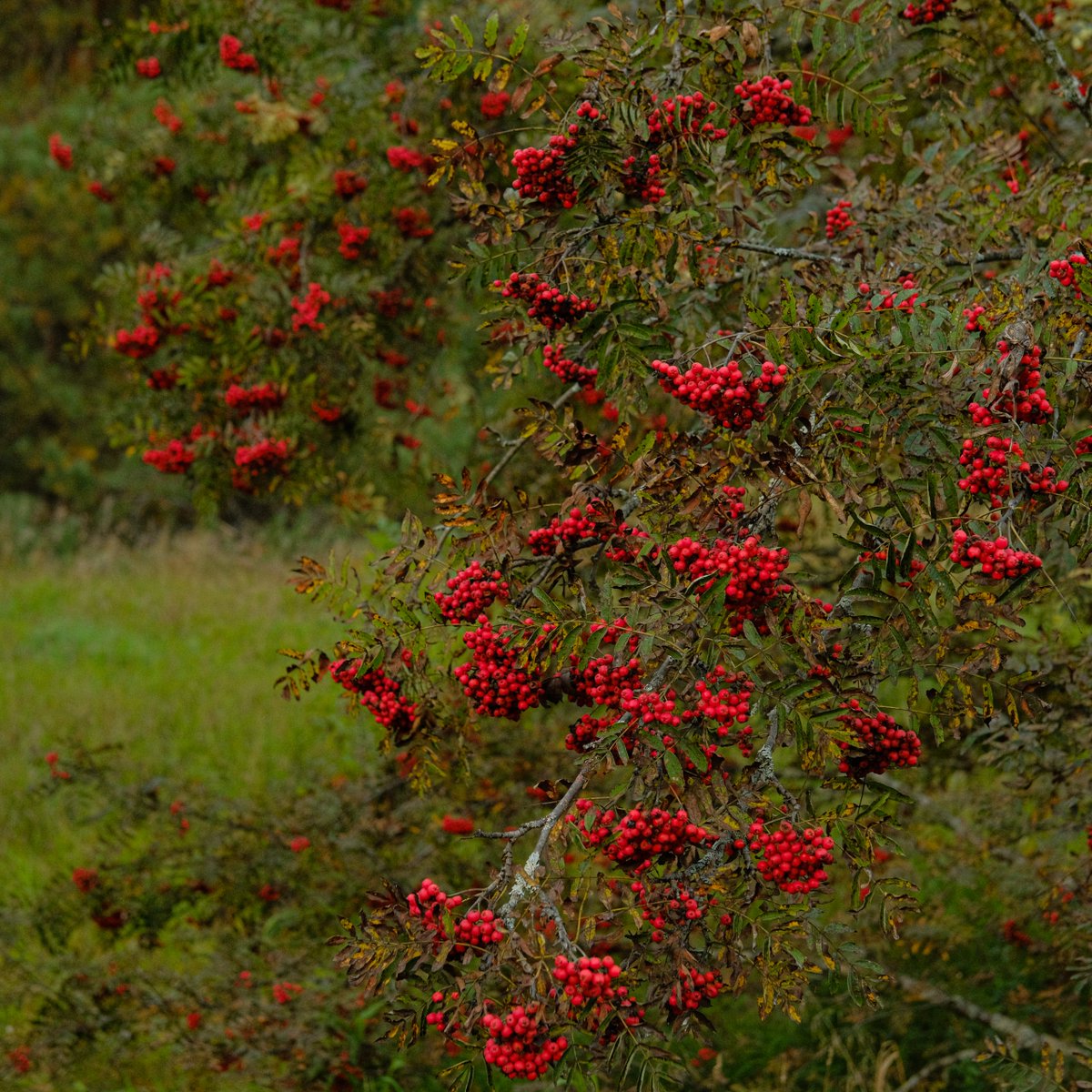 мне кажется, я никогда раньше не видел такой сочной рябины, как в эти выходные на Узоле. видимо в целом просто урожайный год (ягоды, грибы, яблоки)