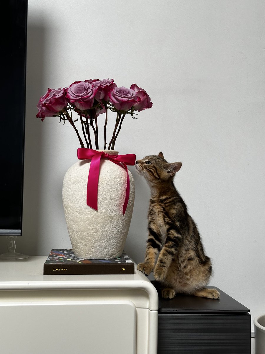 _rattini's tweet photo. @Pawkergame @ohbabyintern Peanut 🥹🌸 https://t.co/iTKaoYFo7D
