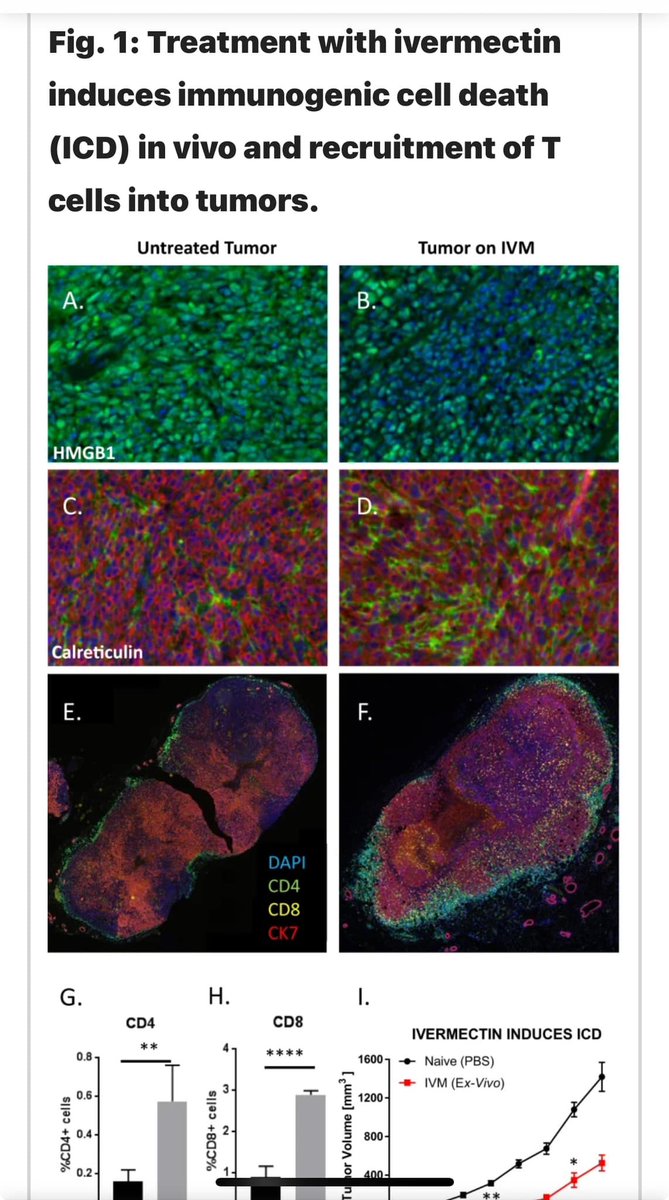Ivermectin converts cold tumors hot and synergizes with immune checkpoint blockade for treatment of breast cancer
We show that treatment with the FDA-approved anti-parasitic drug ivermectin induces immunogenic cancer cell death (ICD) and robust T cell infiltration into breast