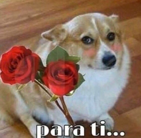 jusmeulis's tweet photo. @ronipera https://t.co/YBDq2ell1E