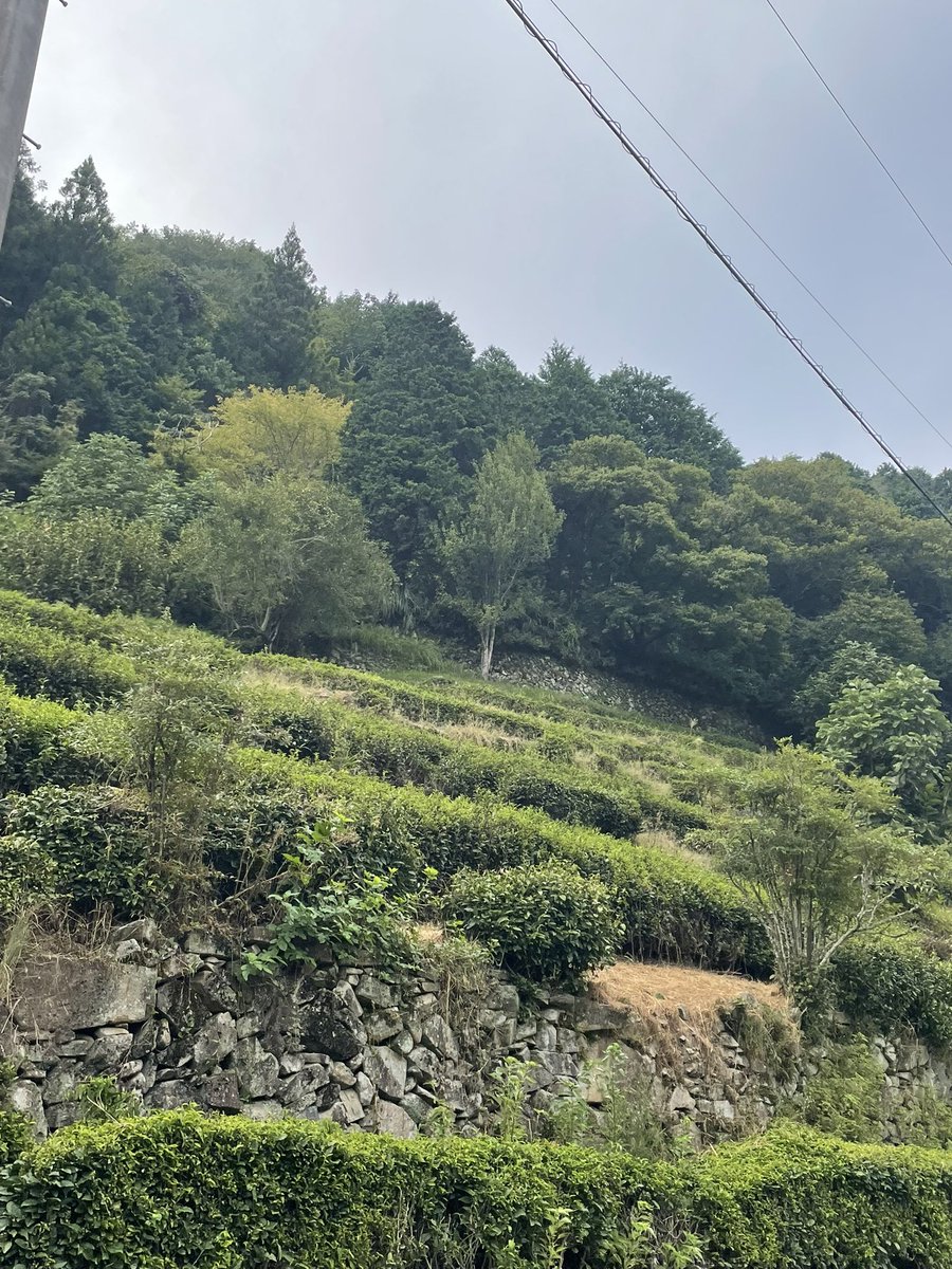 minocha_advisor's tweet photo. 【白露（はくろ）】9月7日〜9月21日
草露白し
鶺鴒鳴く
玄鳥去る

今年の実9月はまだ暑さがのこります。
あまり無理せず涼みながら
静かに秋を迎えましょう
#お茶の歳時記 https://t.co/qYU66Oksep