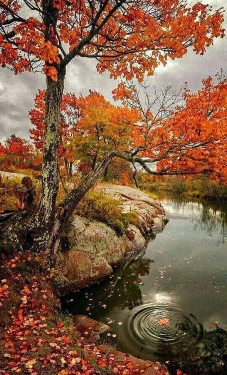 Şimdilerde...
Altından geçtiğim,
Bütün ağaçlar yapraklarını döküyor.
Havada hazan var, yüreğimde hüzün...
Cemal Süreya
#rojbaş #guenaydin