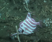 This is what peak fish looks like... Centriscops