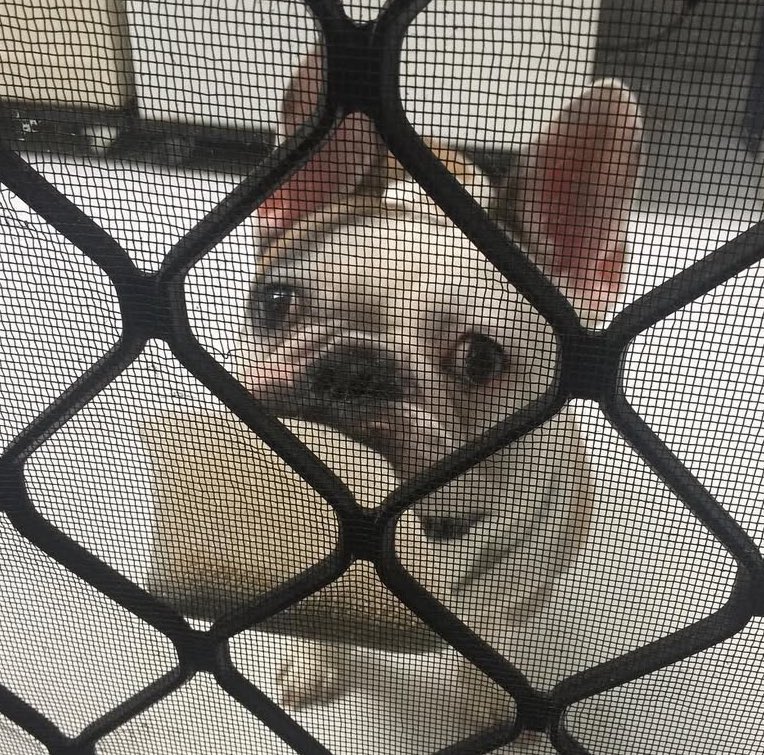 bbbcs_'s tweet image. My boy turns 11 today!!! 🥳🖤🤎🧡🤍🩷 #spock #frenchie