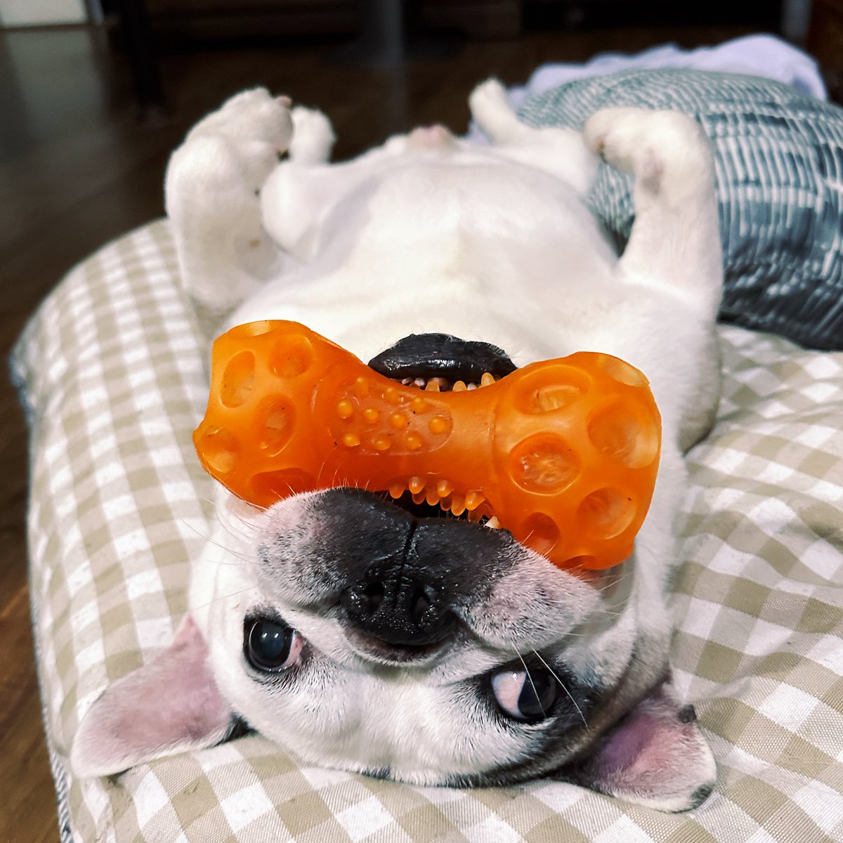 bbbcs_'s tweet image. My boy turns 11 today!!! 🥳🖤🤎🧡🤍🩷 #spock #frenchie