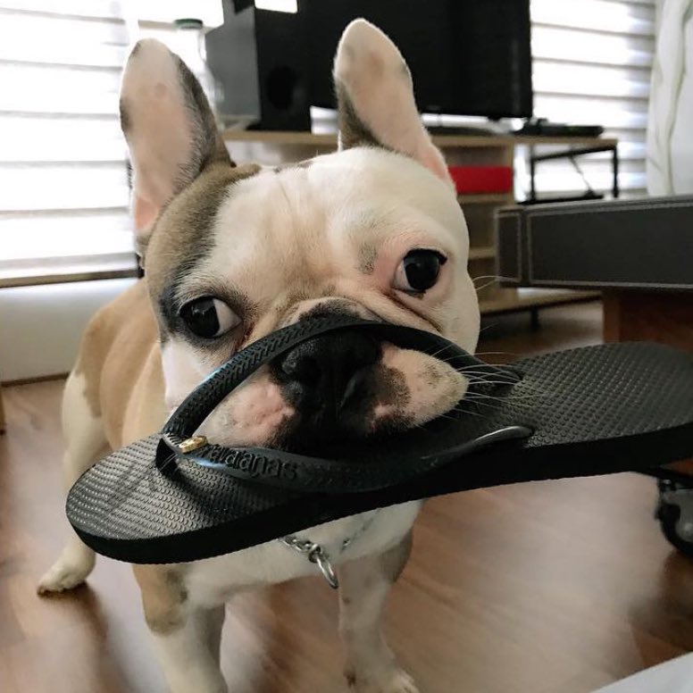 bbbcs_'s tweet image. My boy turns 11 today!!! 🥳🖤🤎🧡🤍🩷 #spock #frenchie