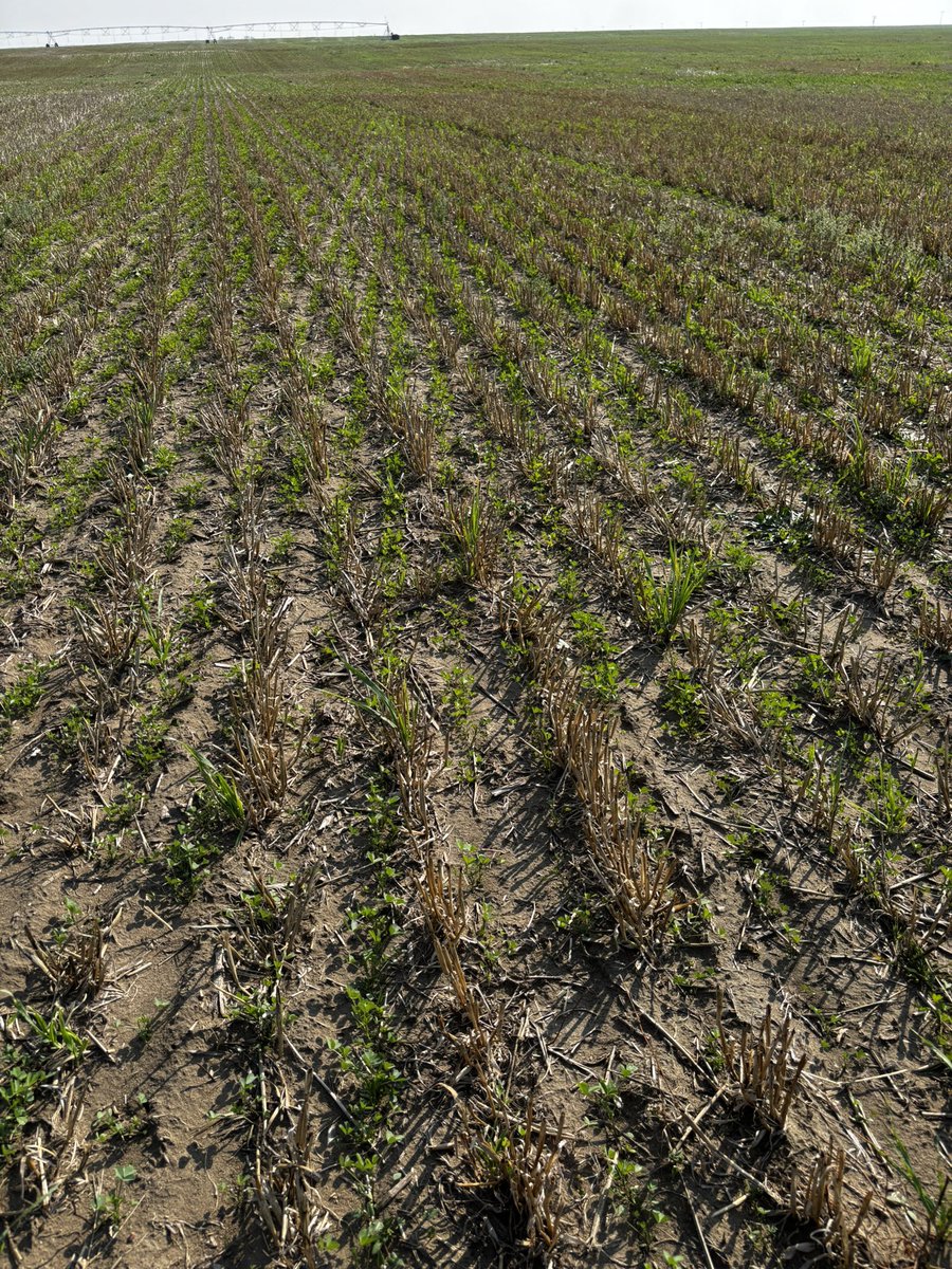 Zach Boot tweet media