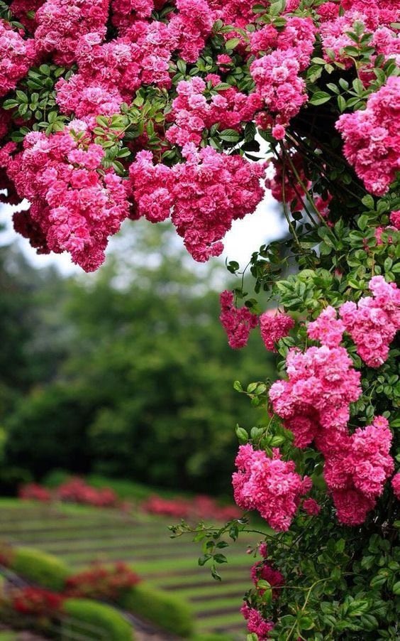 alwadeyy's tweet photo. @ABBOUD_LM صباح الخير الغالي ابومحمد 🌺 https://t.co/prNdXpxJzm