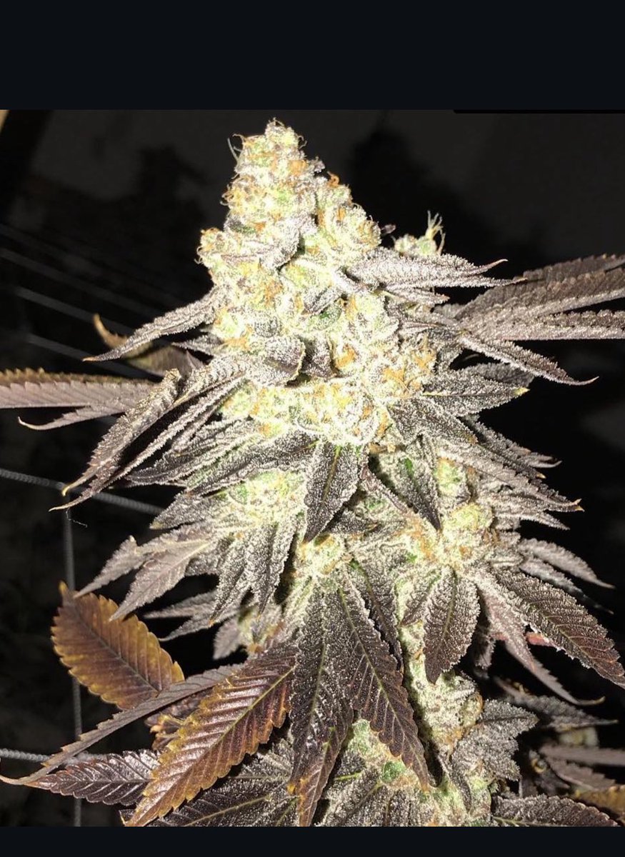 Wizard Trees tweet media