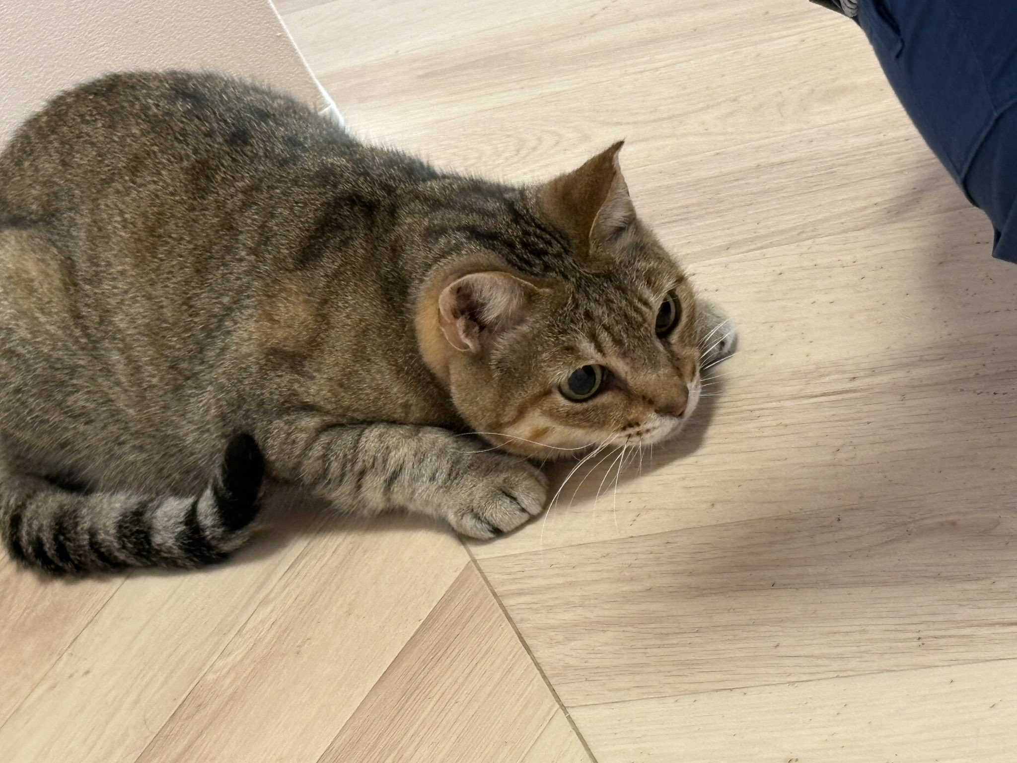 ＊終電間際≦オンライン。猫猫头鹰長袖服【猫猫头鹰商店】(フロストグレー)＊ 終電間際≦オンライン。猫猫头鹰長袖服【猫猫头鹰商店
