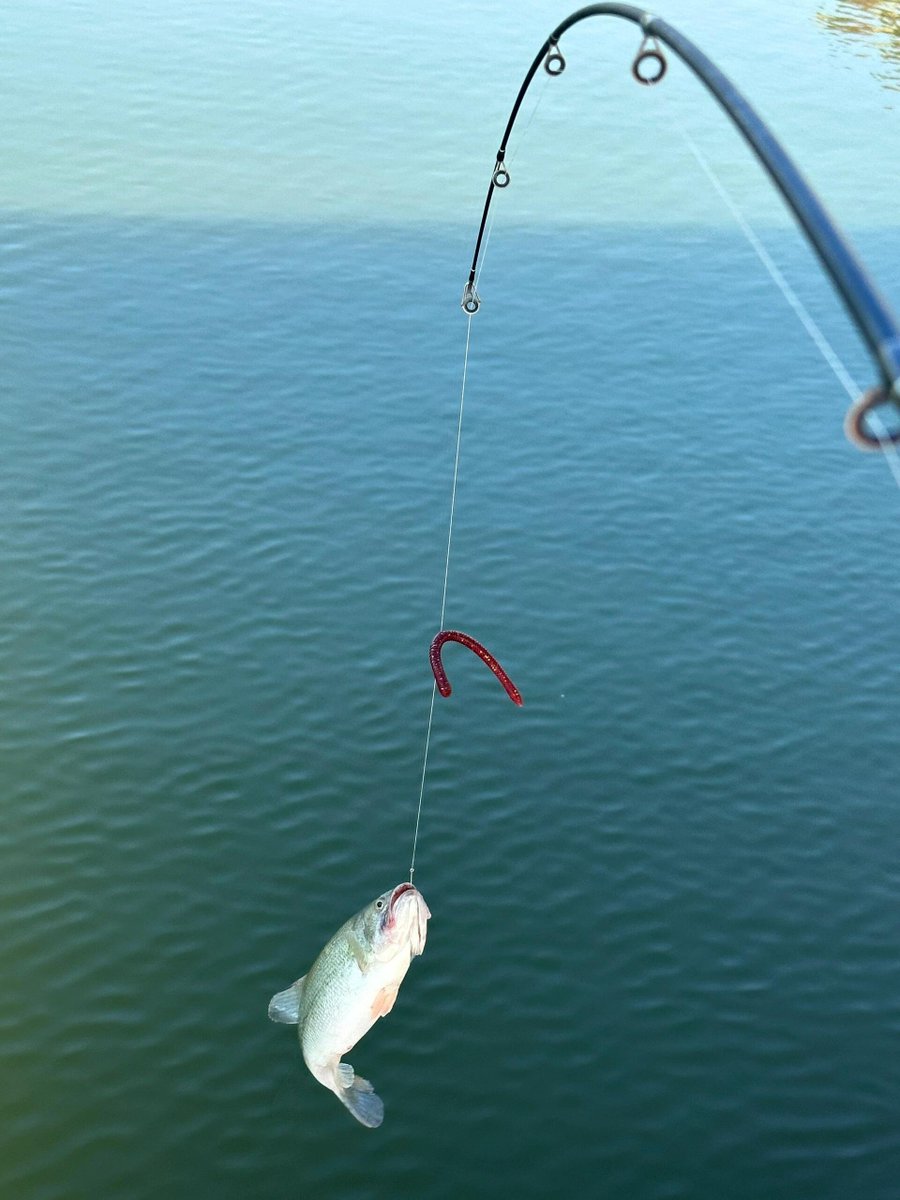 nnqhttt's tweet image. 今日钓鱼🎣 酷酷上鱼🐟