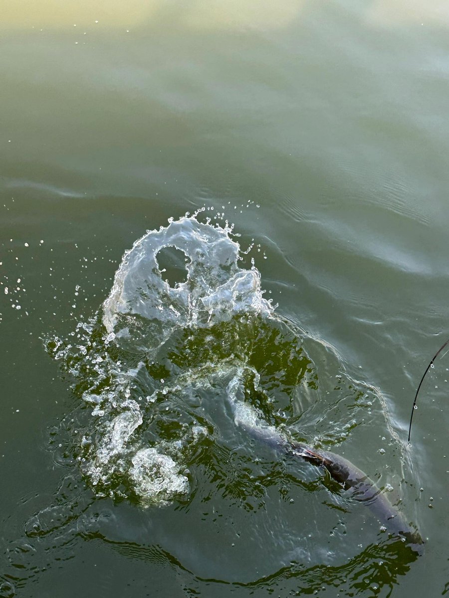 nnqhttt's tweet image. 今日钓鱼🎣 酷酷上鱼🐟