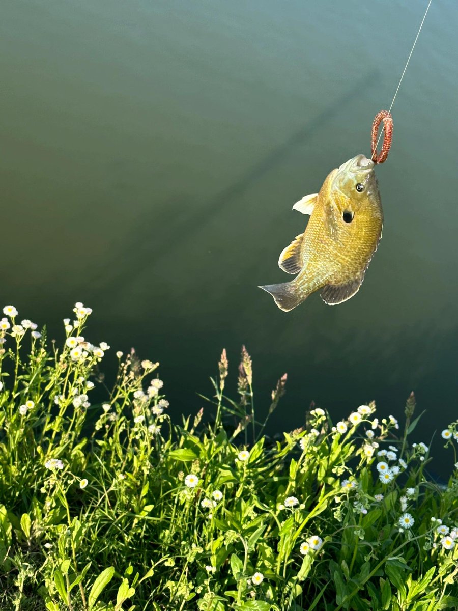 nnqhttt's tweet image. 今日钓鱼🎣 酷酷上鱼🐟