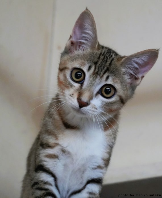 felissimonekobu's tweet photo. 2匹目の猫
（佐竹茉莉子さんの「道ばた猫日記」）

利発そうな目と柔らかいキジトラ毛皮を持った子猫さんは「ウェル」ちゃん。
それは7月の暑い夜のこと。
とある店先で「お母さーん！」って必死に呼んでいるような、おびえきった低い声が聞こえてきたのです。
⇒（https://t.co/I6LsLuEdUv） https://t.co/qRtbpEYVfv