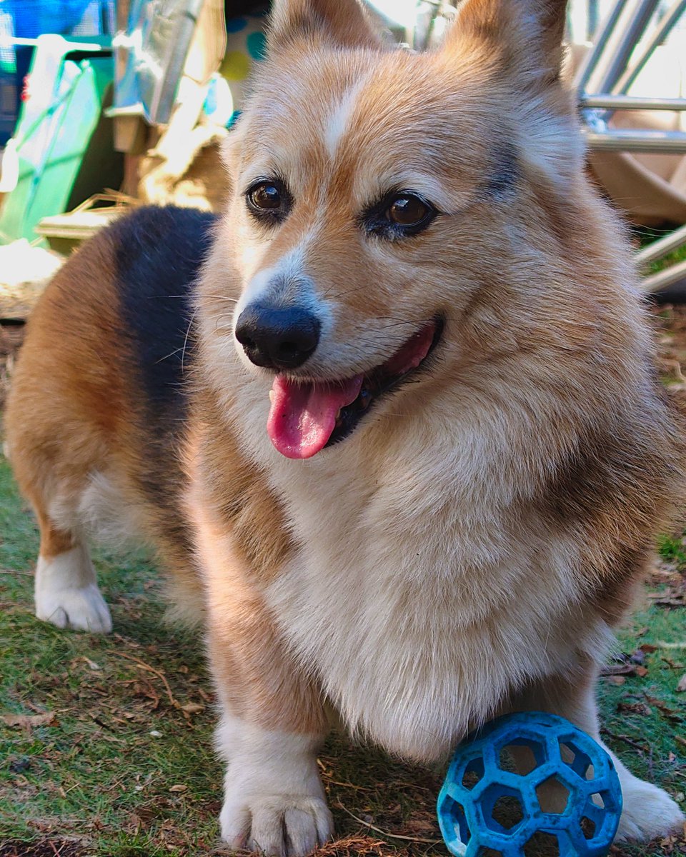 CORGI 大好き tweet media