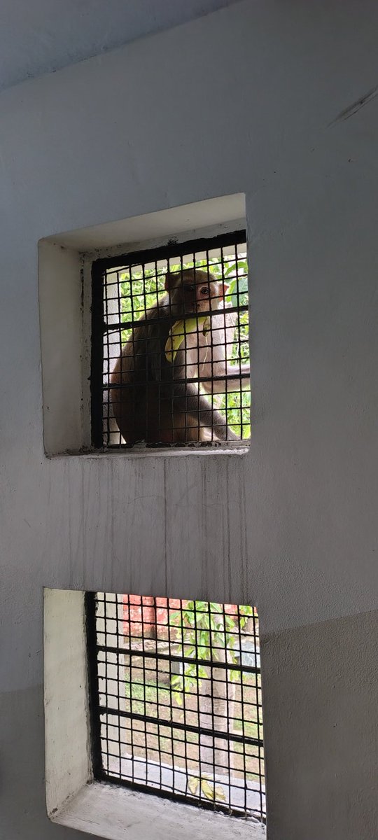 Helloo from Monkuuu!