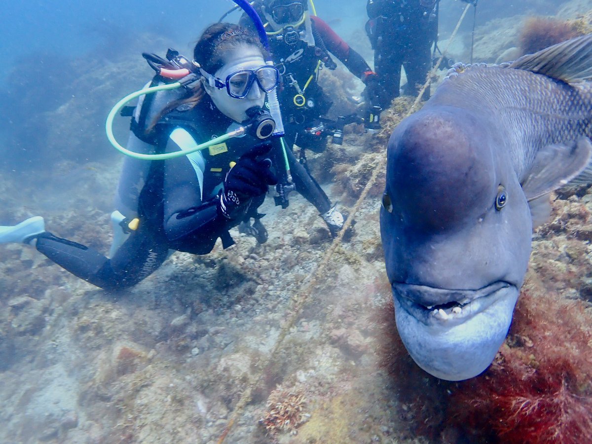 先日 #初島 で潜ってきました！ 陸は暑すぎるのに、水温は冷たかった