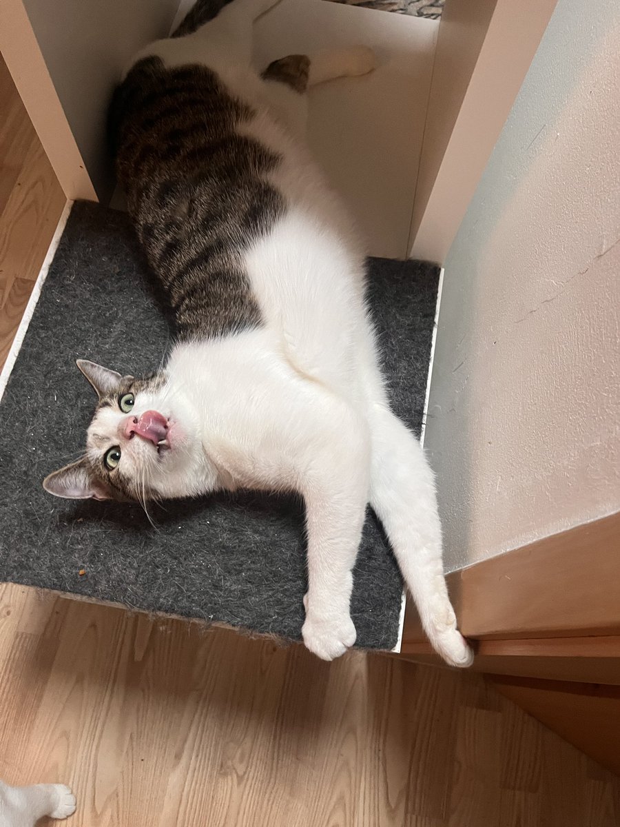 #TongueOutTuesday

Fritte von den #nordstadtkatzen gibt wieder sein Bestes.

#cats