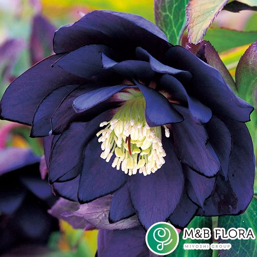 タネのタキイ通販🍅（公式） on X