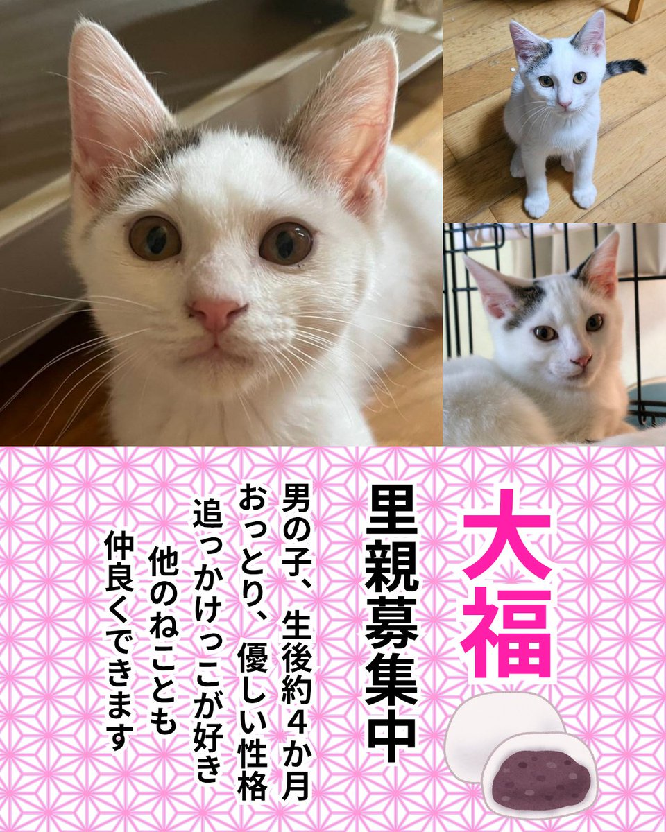 じじねこ様  4200-10000 Kizineko-sama | グッズ あるんだって ハイライトから 飛んでね
