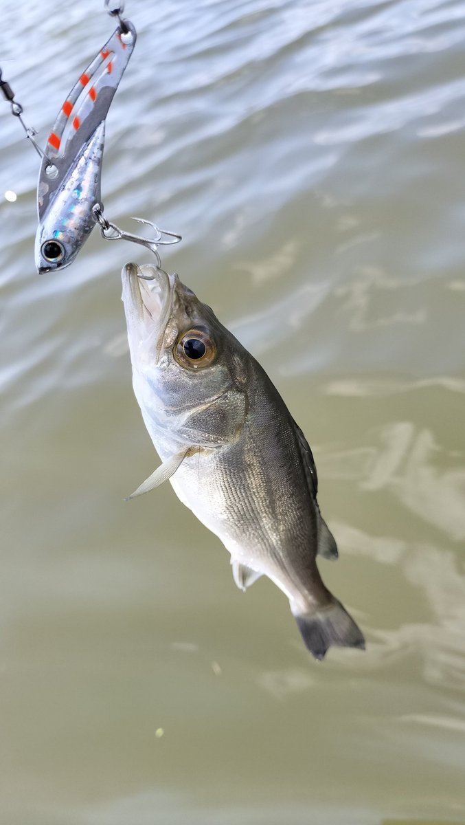 家から5分の川で20cmが4匹
合計でランカーです